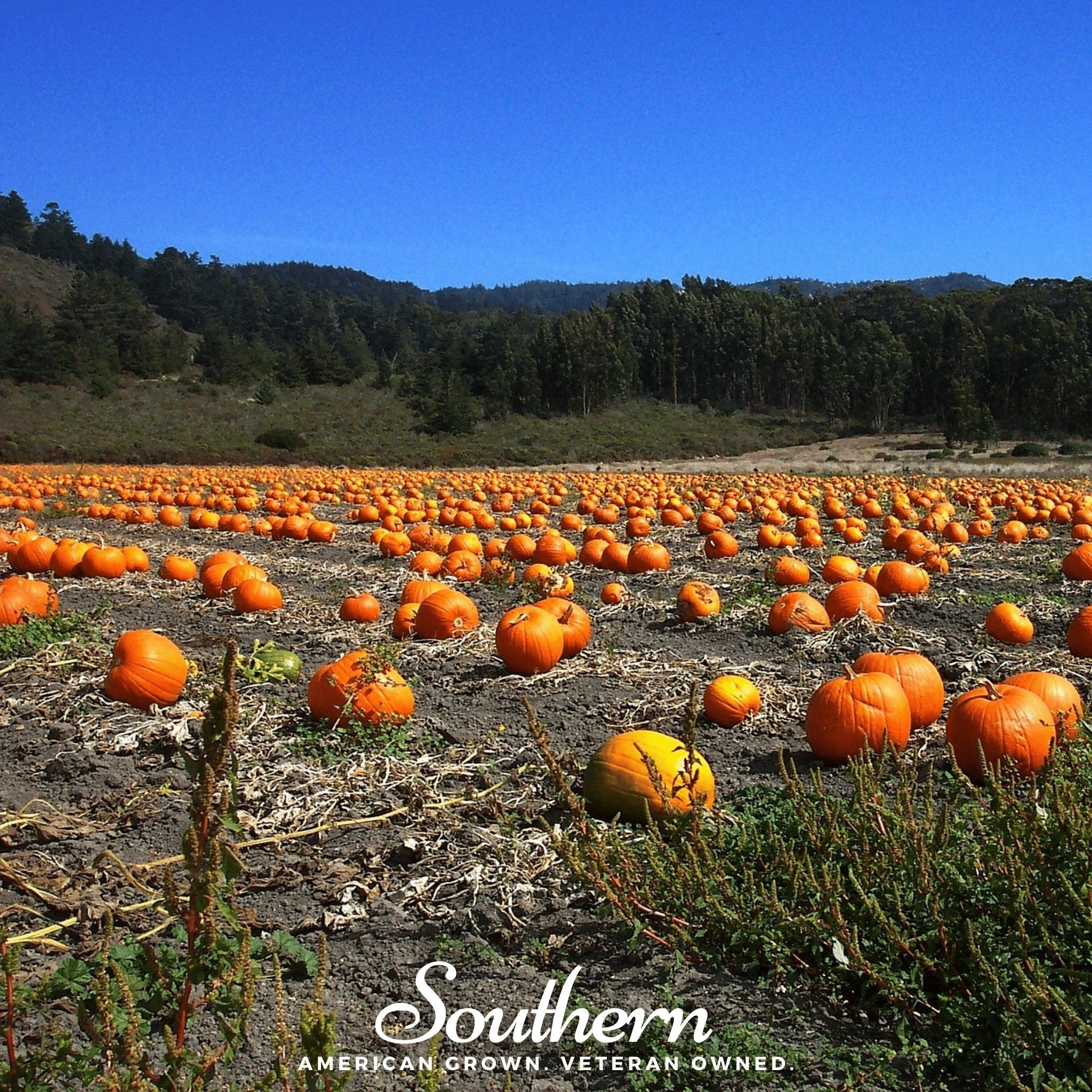 Jack O Lantern Pumpkin – 20 Seeds