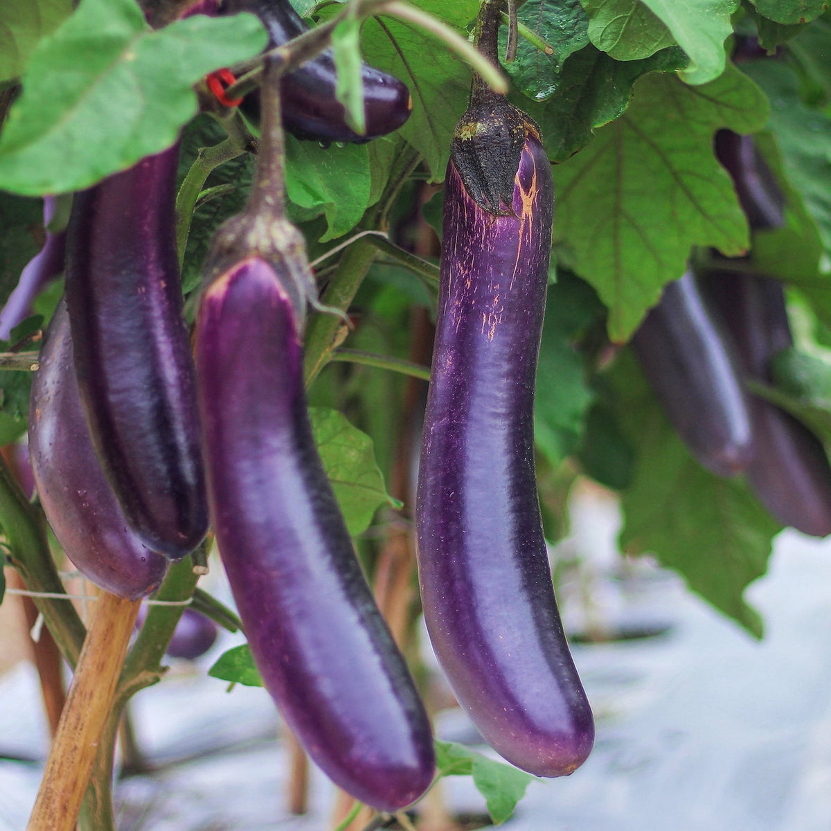 Purely Organic Long Purple Eggplant Seeds - USDA Organic