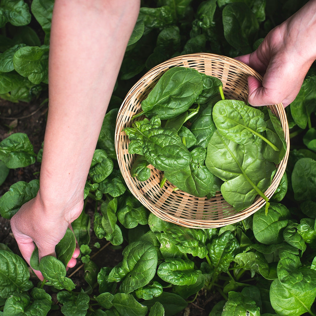 Purely Organic Bloomsdale Long Standing Spinach Seeds - USDA Organic