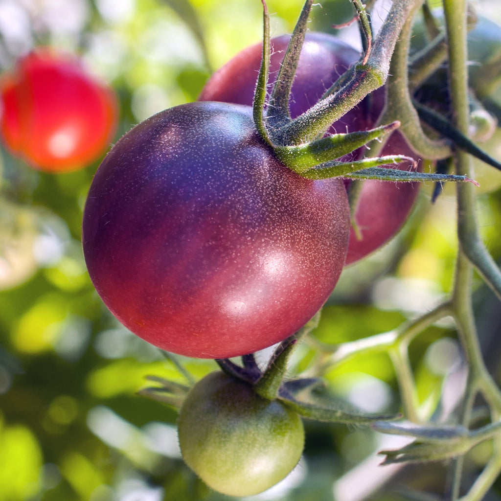 Purely Organic Cherokee Purple Tomato Seeds - USDA Organic