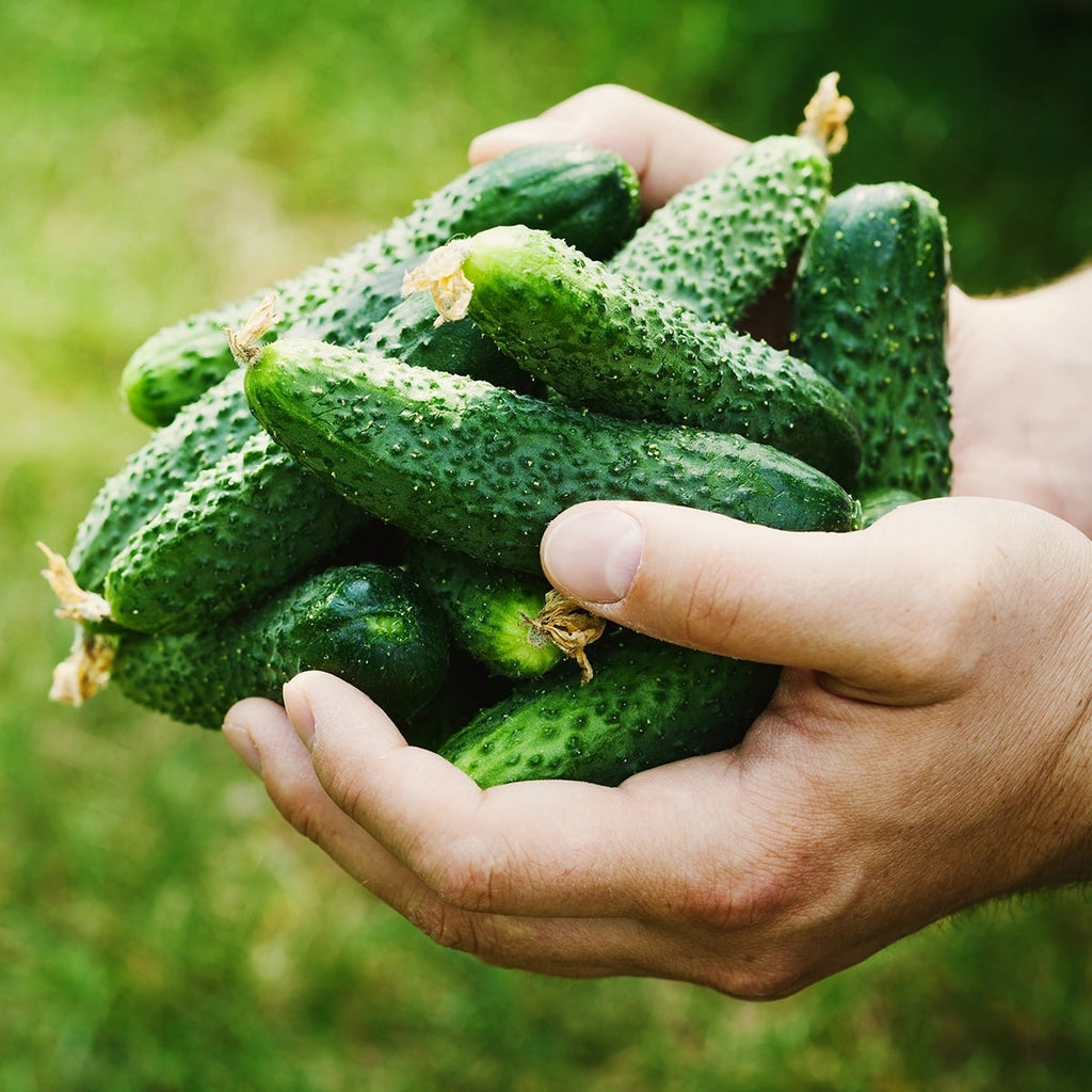 Purely Organic Boston Pickling Cucumber Seeds - USDA Organic