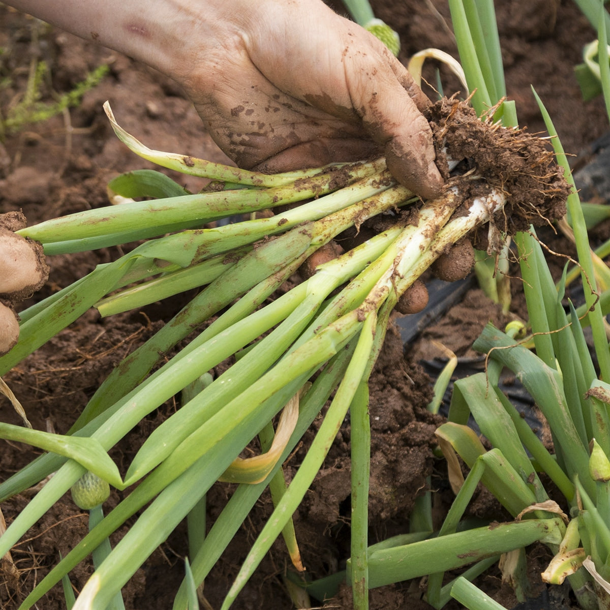 Purely Organic Bunching Evergreen Onion Seeds - USDA Organic