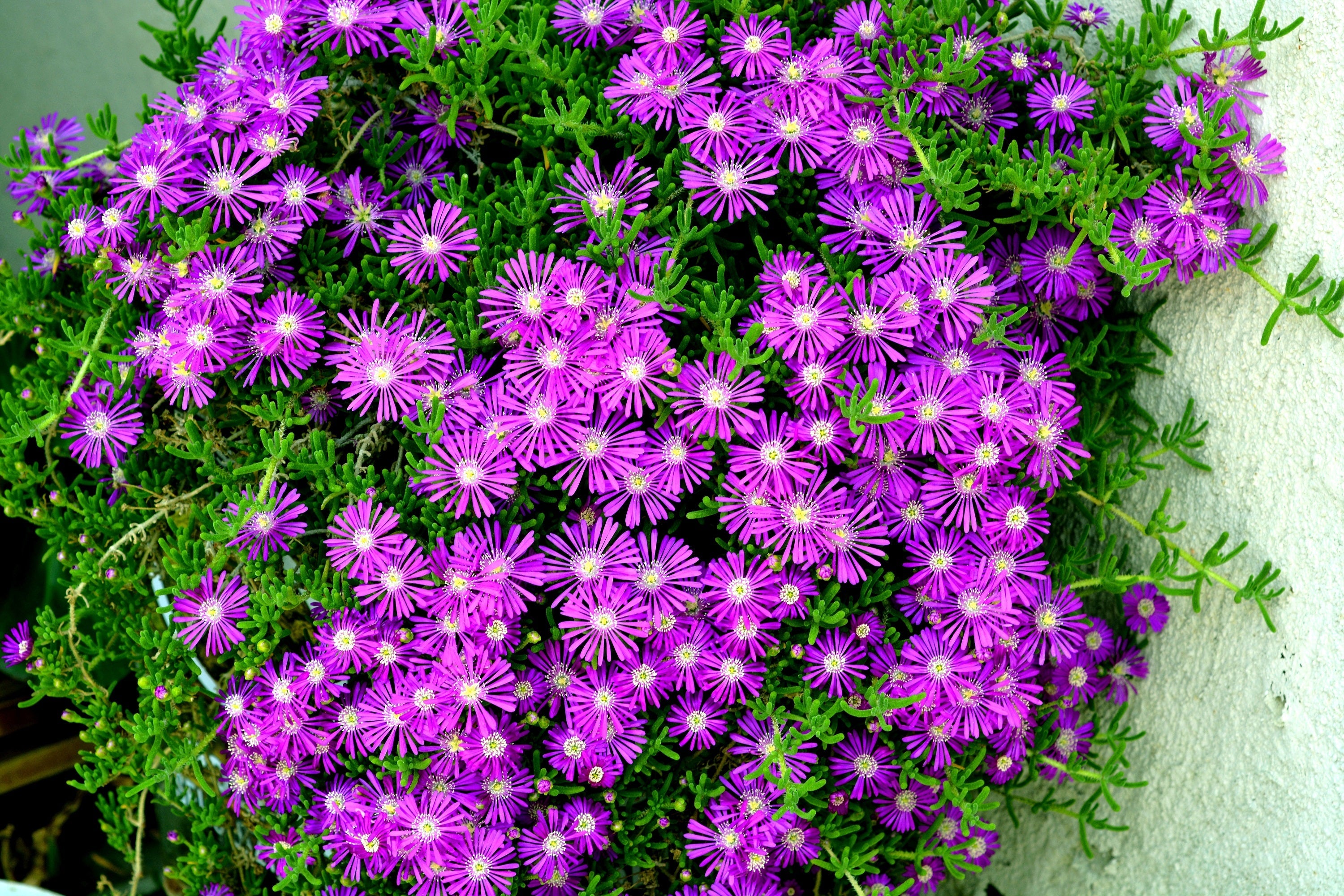 25 STARDUST ICE PLANT Mesembryanthemum Delosperma Floribunda Perennial Purple & White Flower Seeds