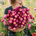 Purple-Red Strawflower Seeds | Heirloom, Drought Tolerant, Cut-and-Come-Again, Xerochrysum bracteatum