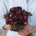 Purple Strawflower
