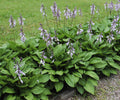Purple Flowering Hosta Plants – Shade Perennial, Zones 4–9