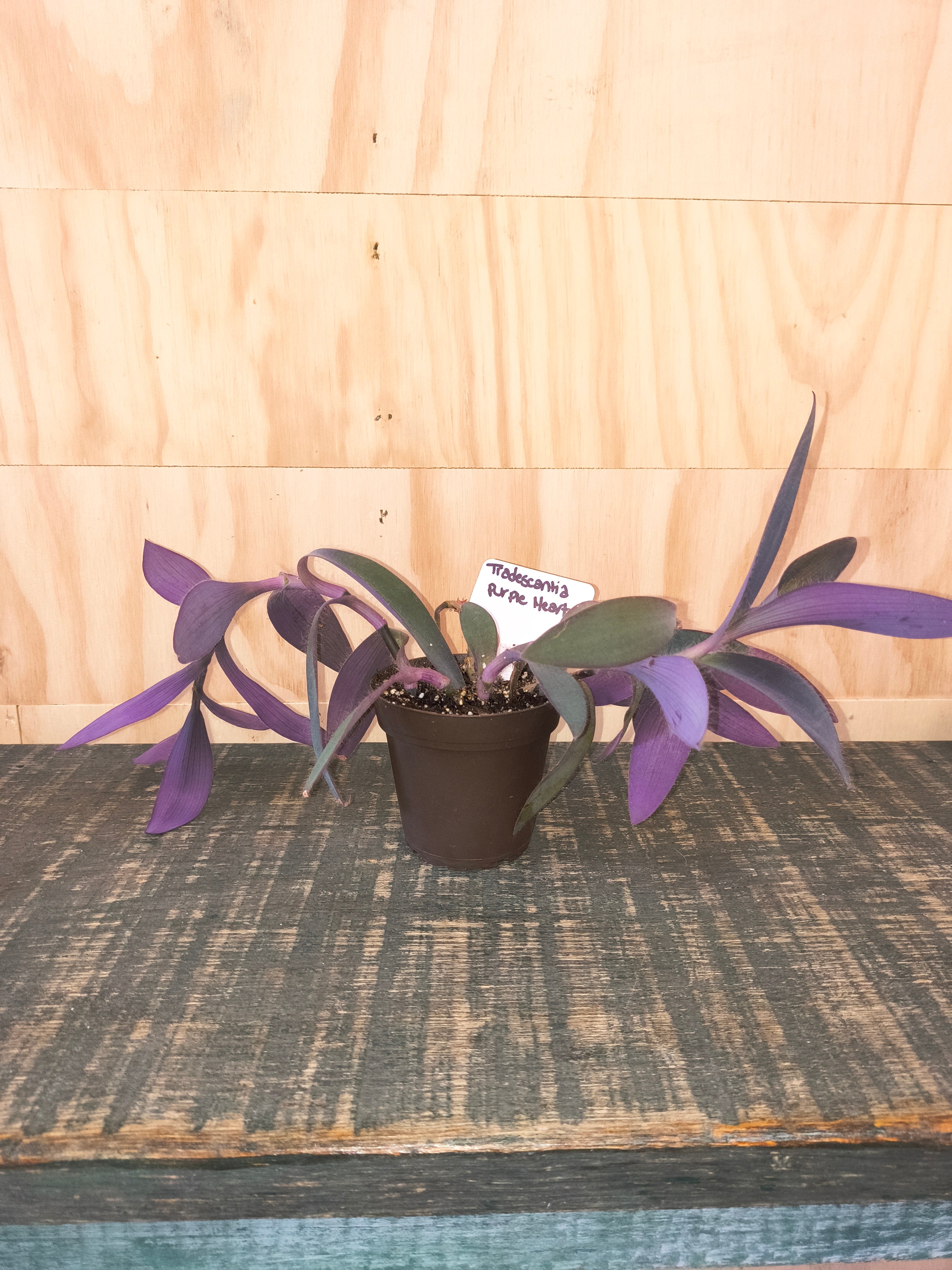 Tradescantia pallida "purple heart"