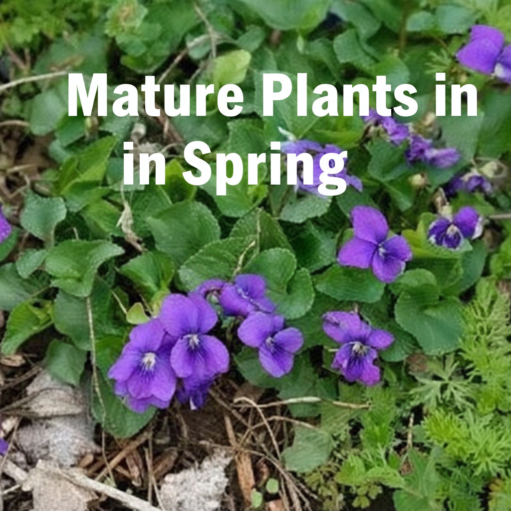 Purple Violet Live Plant – Viola sororia – Maryland Native Shade Groundcover, Zones 3–8