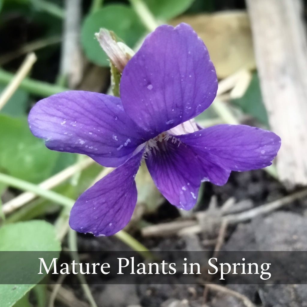 Purple Violet Live Plant – Viola sororia – Maryland Native Shade Groundcover, Zones 3–8