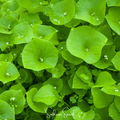 Winter Purslane Seeds, Miner’s Lettuce, Claytonia perfoliata, Heirloom, 100 Seeds, Cool-Season Green for Shade Gardens