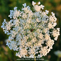 Queen Anne's Lace Seeds – 100 Heirloom Wildflower, Daucus carota, Ornamental, Filler Flower for Gardens & Bouquets