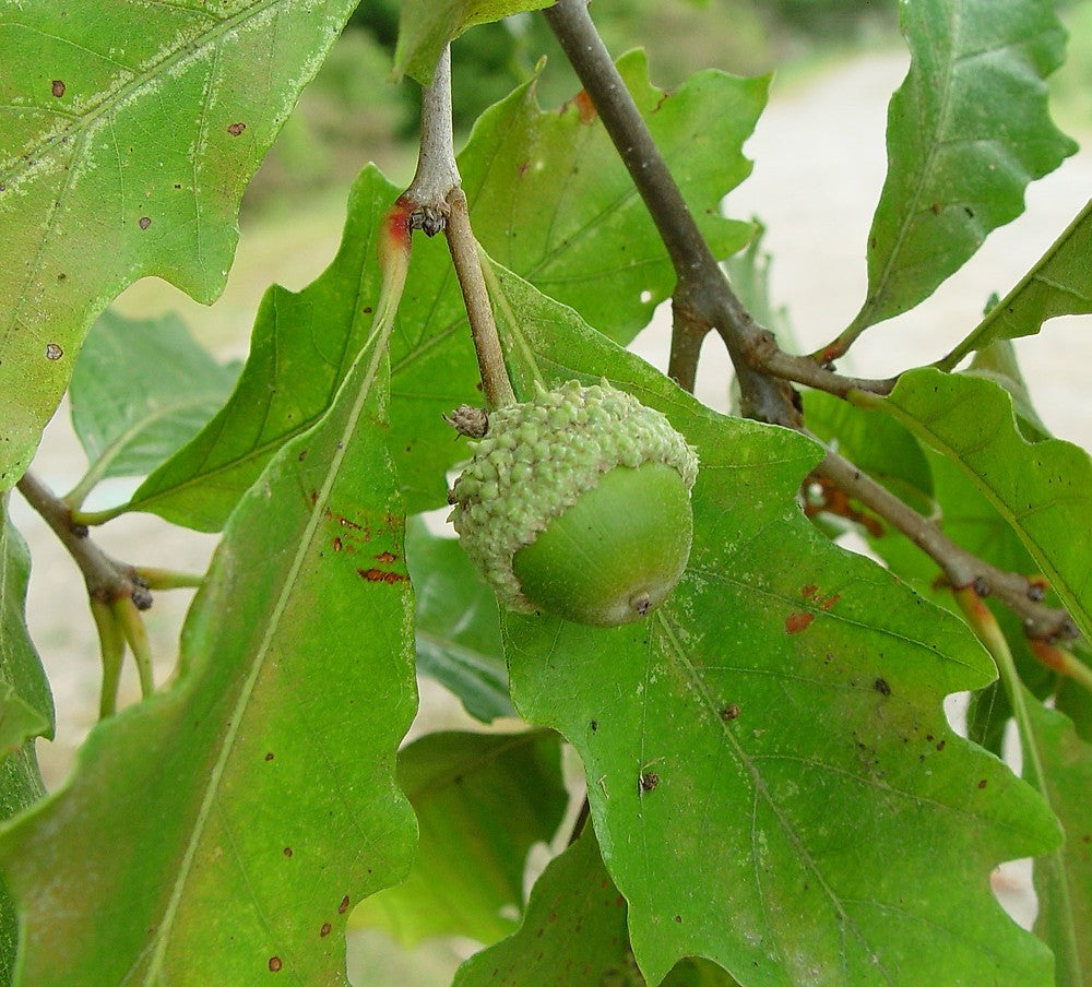 Oak Tree 'Swamp White Oak'
