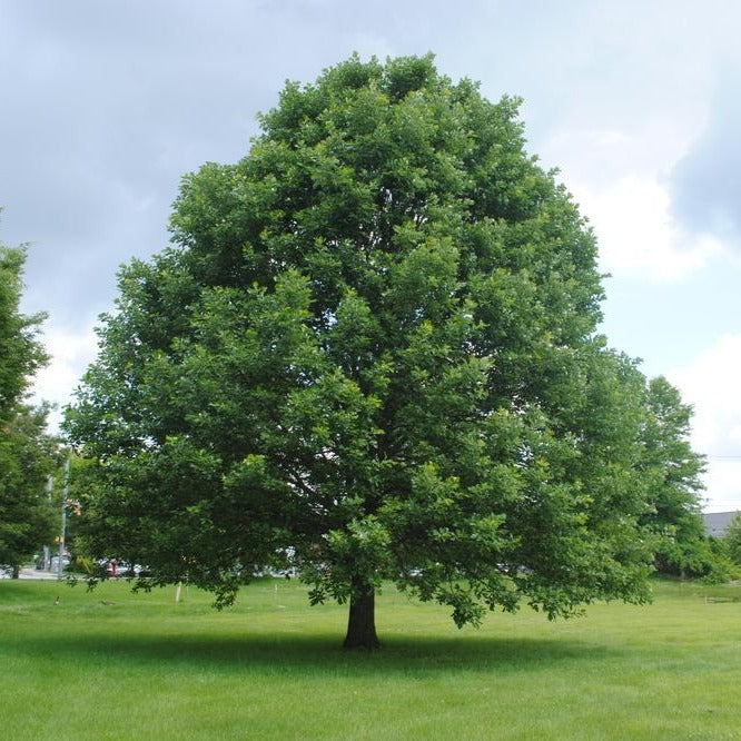 Oak Tree 'Swamp White Oak'