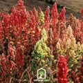 Brightest Brilliant Rainbow Quinoa Seeds – Heirloom, Non-GMO, American Grown, Chenopodium quinoa
