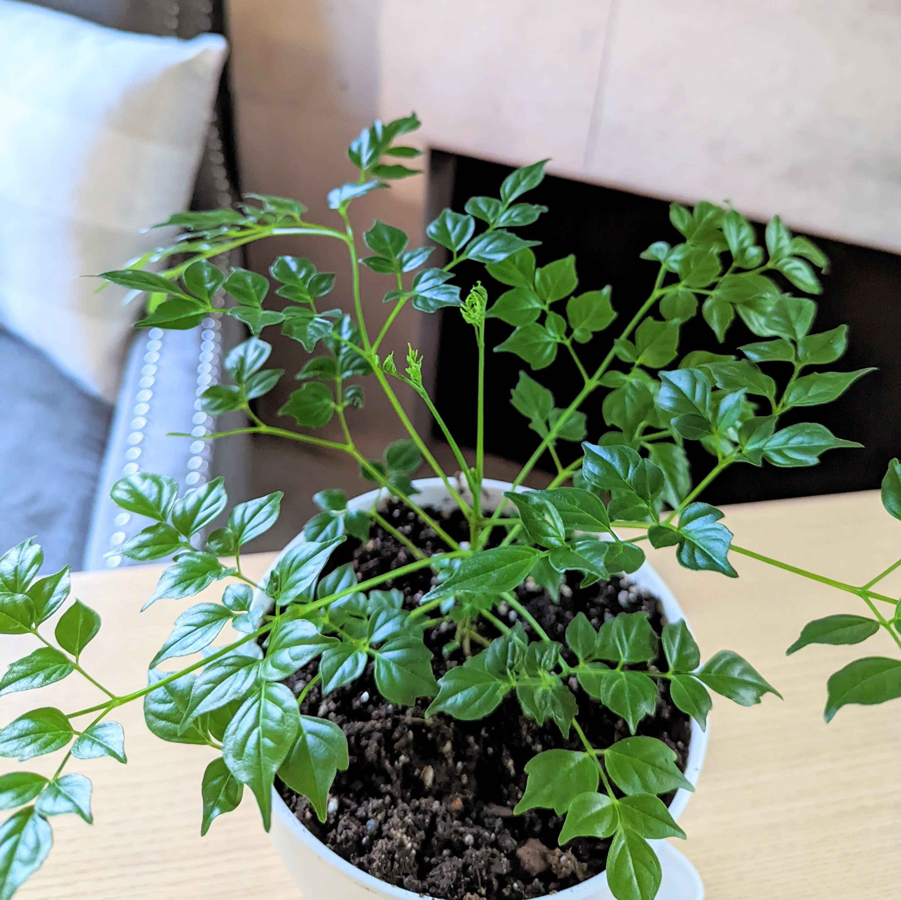 Radermachera Sinica 'China Doll' Plant Seeds