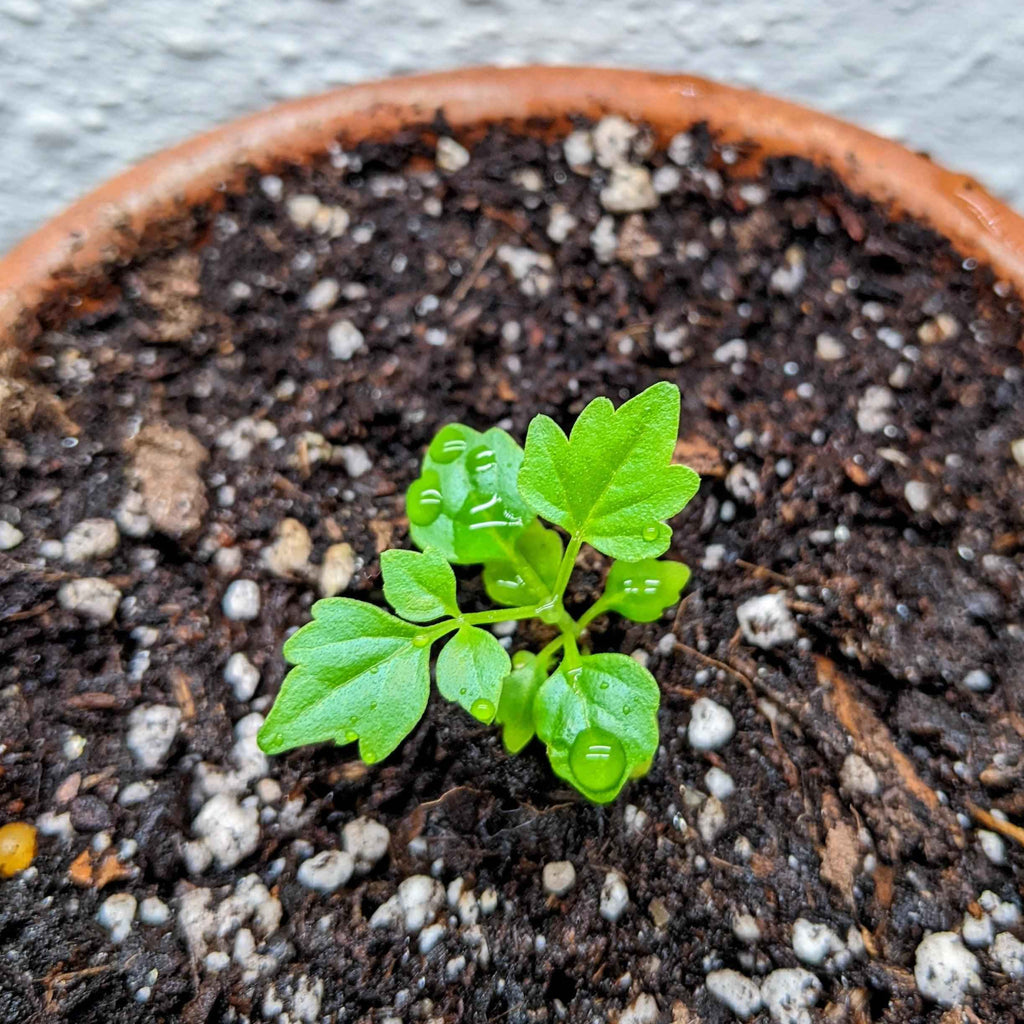 Radermachera Sinica 'China Doll' Plant Seeds