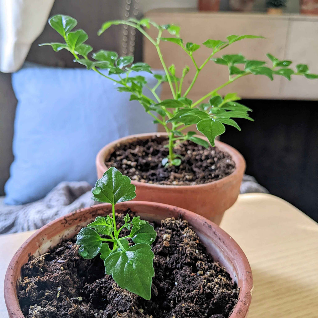 Radermachera Sinica 'China Doll' Plant Seeds