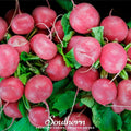 Cherry Belle Radish Seeds – 250 Heirloom, Open Pollinated, Non-GMO, Fast-Growing, Crisp, Bright Red Roots, Raphanus sativus