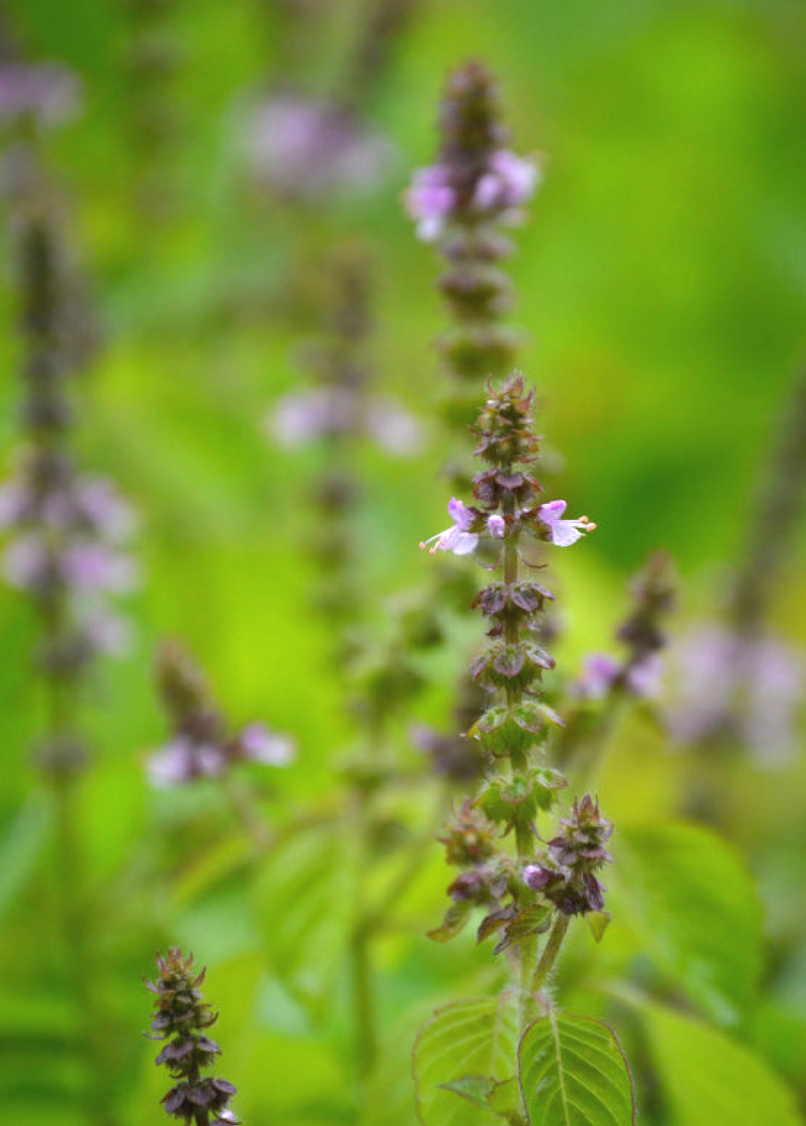 Tulis Rama Rama Tulsi 'Rama' (Ocimum sanctum) – Nate's Garden Supply