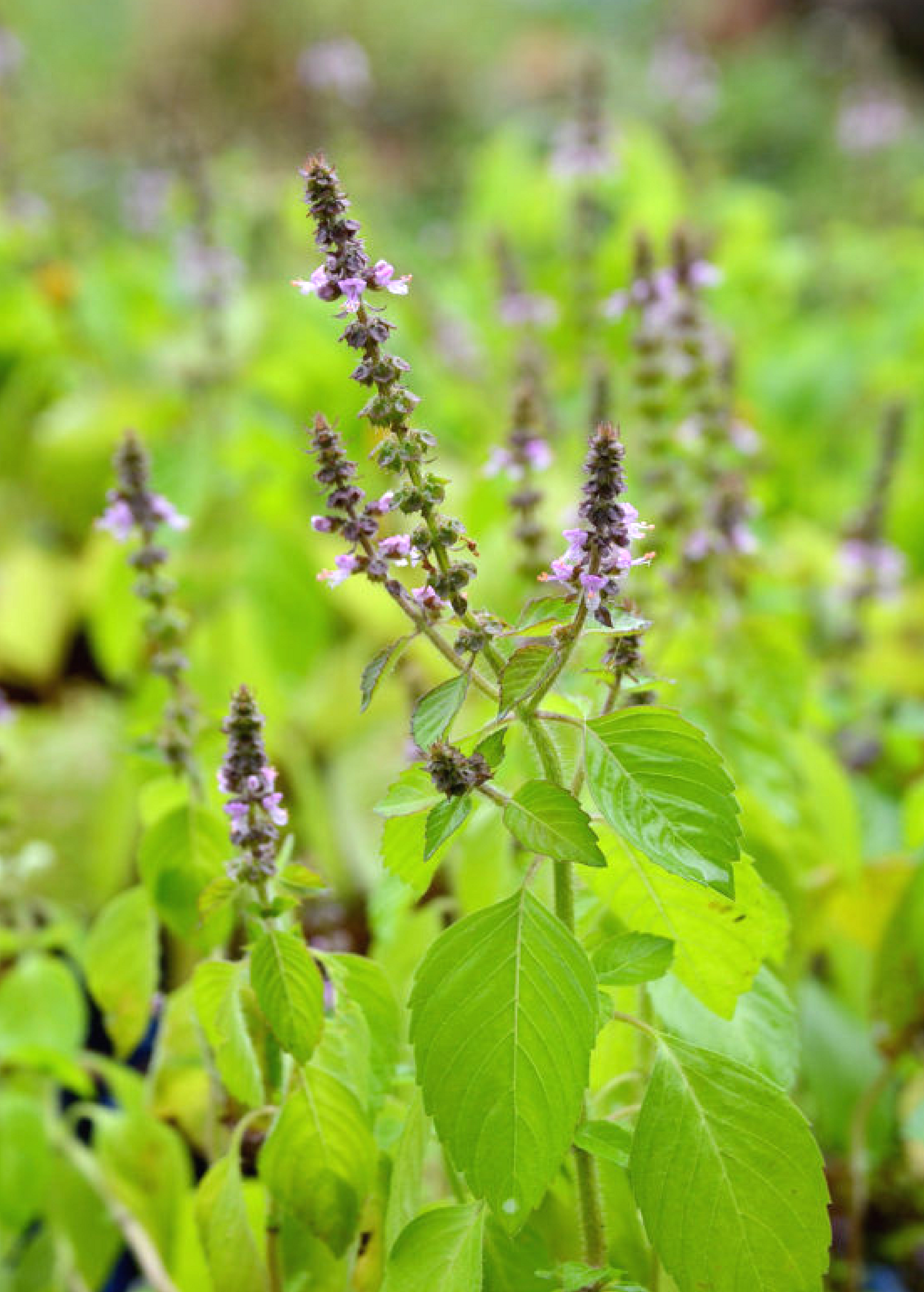 Tulsi 'Rama' (Ocimum sanctum)
