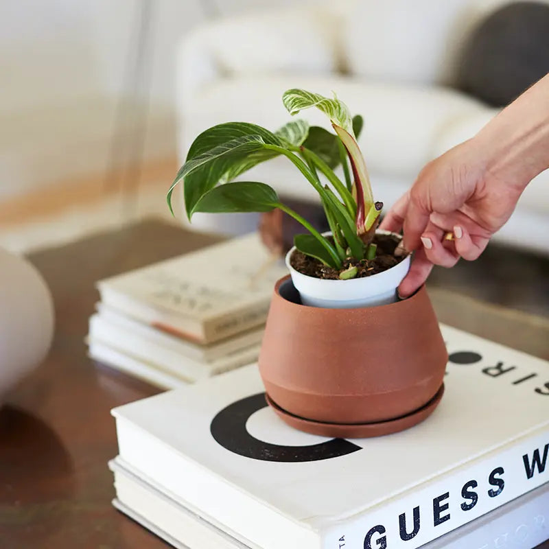 The Rancho Planter