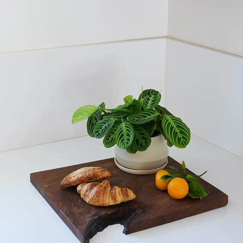 The Rancho Planter