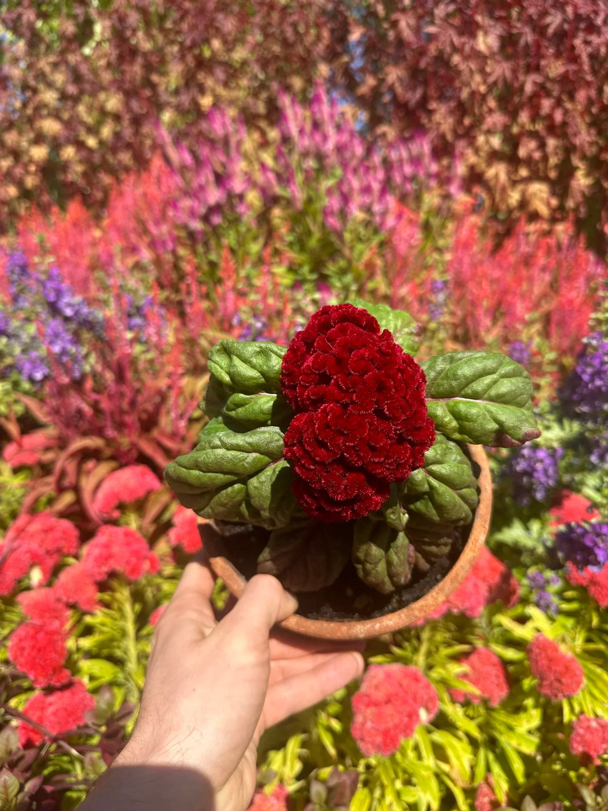 Cockscomb celosia Brainiac Raven Red seeds