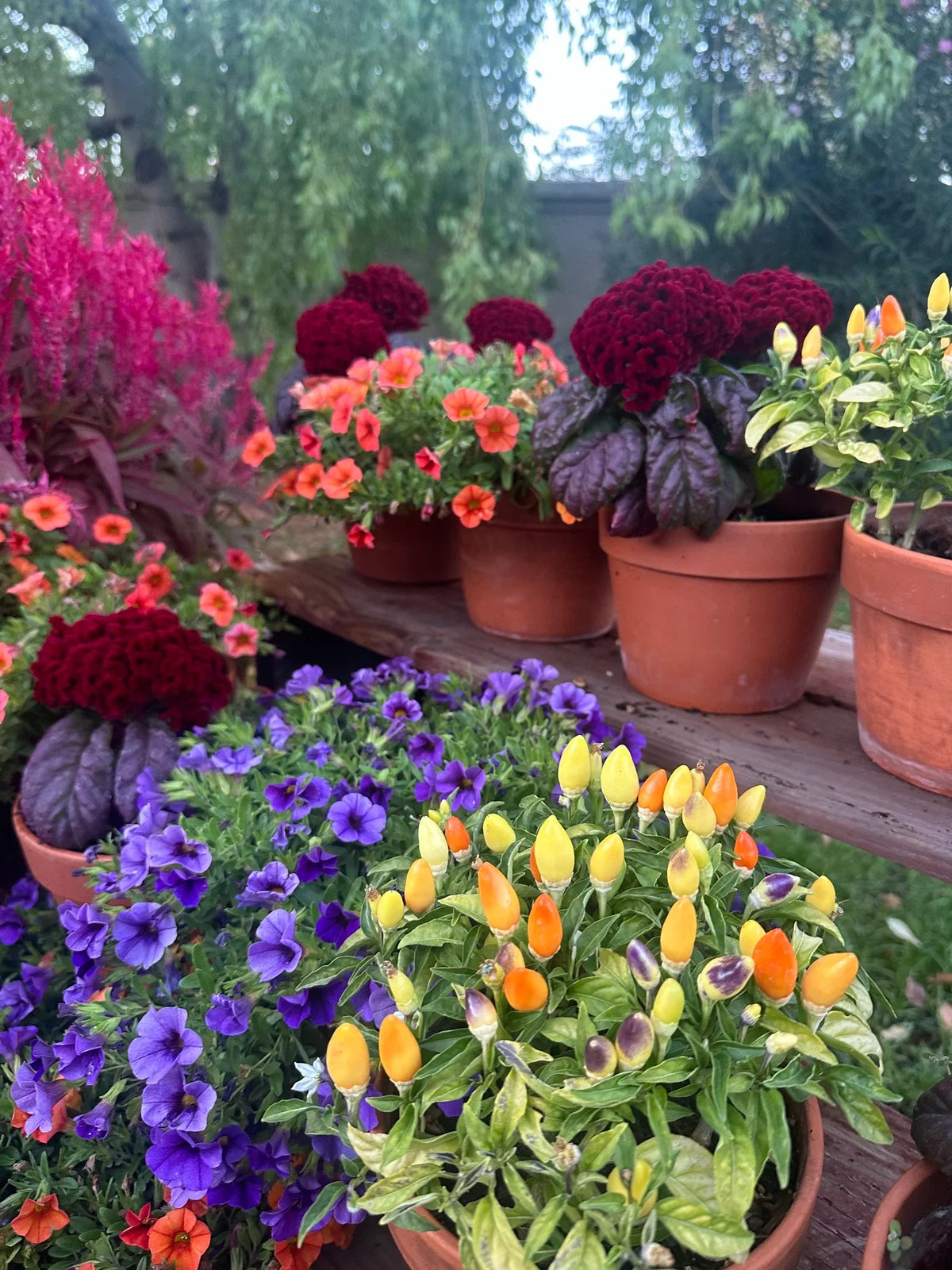 Cockscomb celosia Brainiac Raven Red seeds