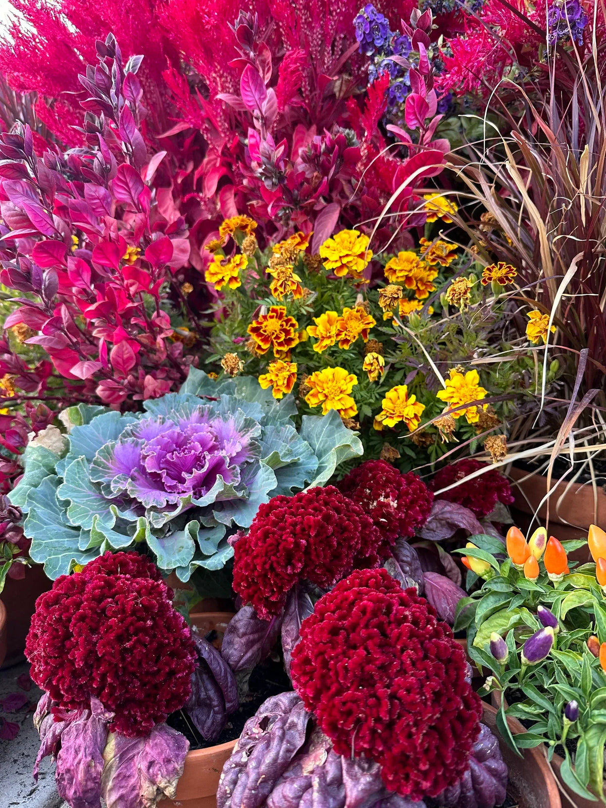 Cockscomb celosia Brainiac Raven Red seeds