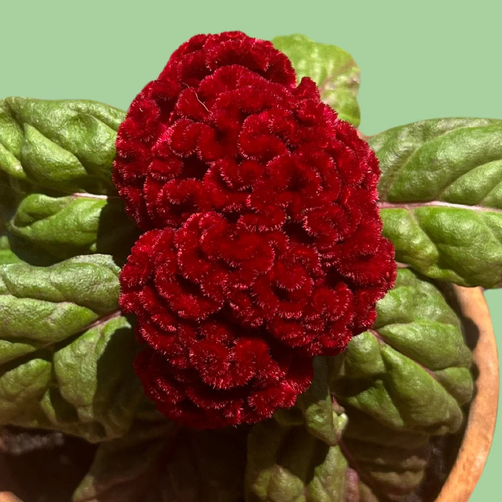 Cockscomb celosia Brainiac Raven Red seeds