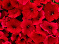 500 Fire Chief RED PETUNIA Nana Compacta Sun Annual AAS Winner Fragrant Hummingbird Flower Seeds