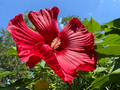 Hardy Hibiscus Live Starter Plant – Hibiscus moscheutos – 3–5 Inch Rooted Plant