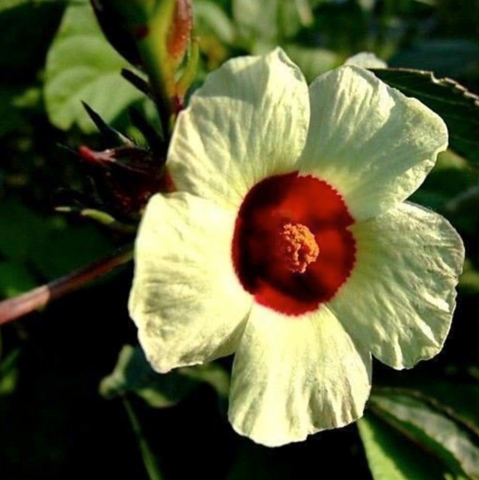 Red Roselle Seeds - (Hibiscus Sabdariffa) Jamaican Sorrel Seeds - Florida Cranberry - Indian Roselle - Vibrant Hibiscus Wonders