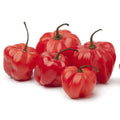 Red Scotch Bonnet Hot Pepper Seeds