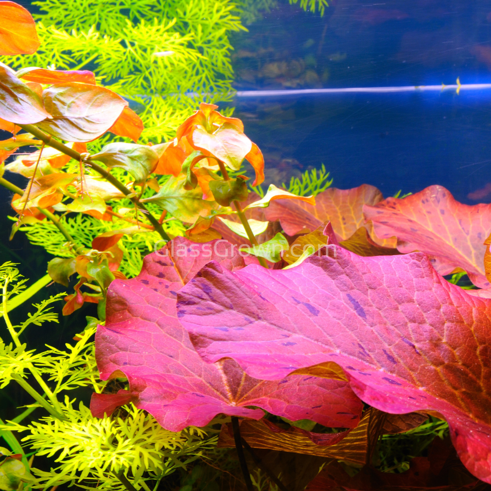 Done For You Plant Package, 12 Full Size (High Light, Co2 Required)