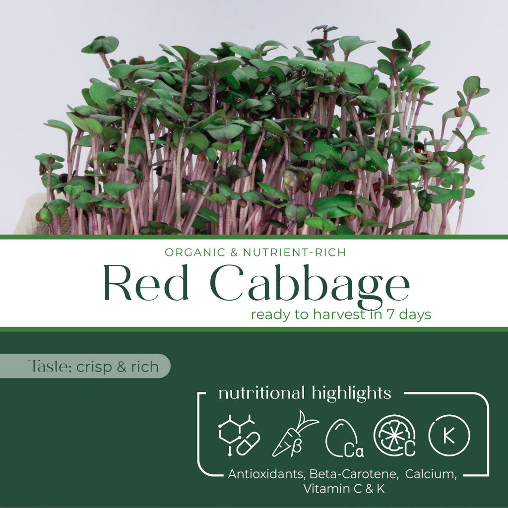 Color Bundle - 9 Tray Pack