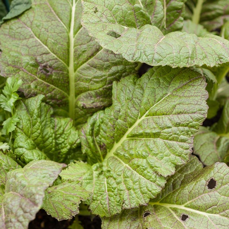 Mesclun Spicy Mix Greens Seeds (Organic)