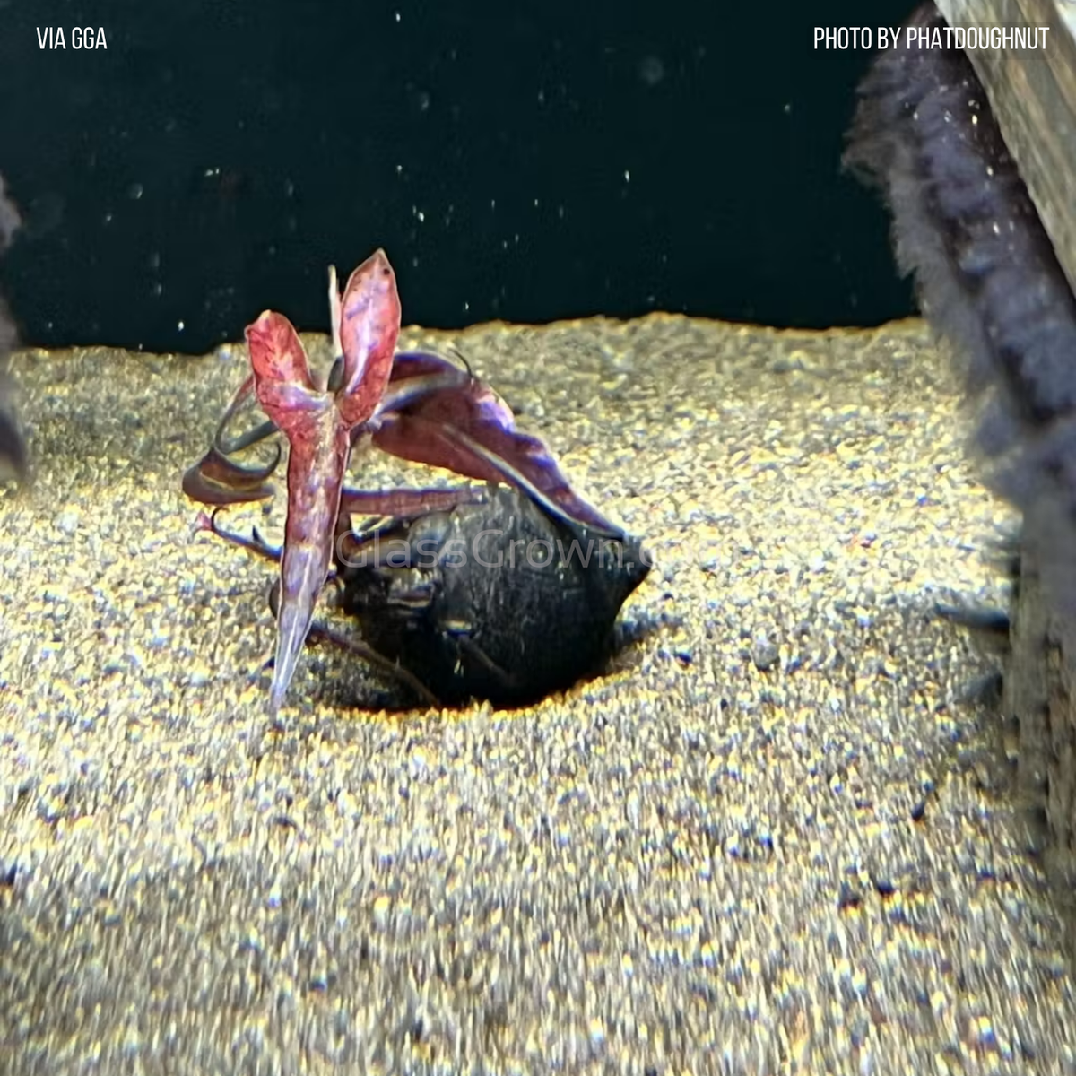 Red Tiger Lotus Bulb