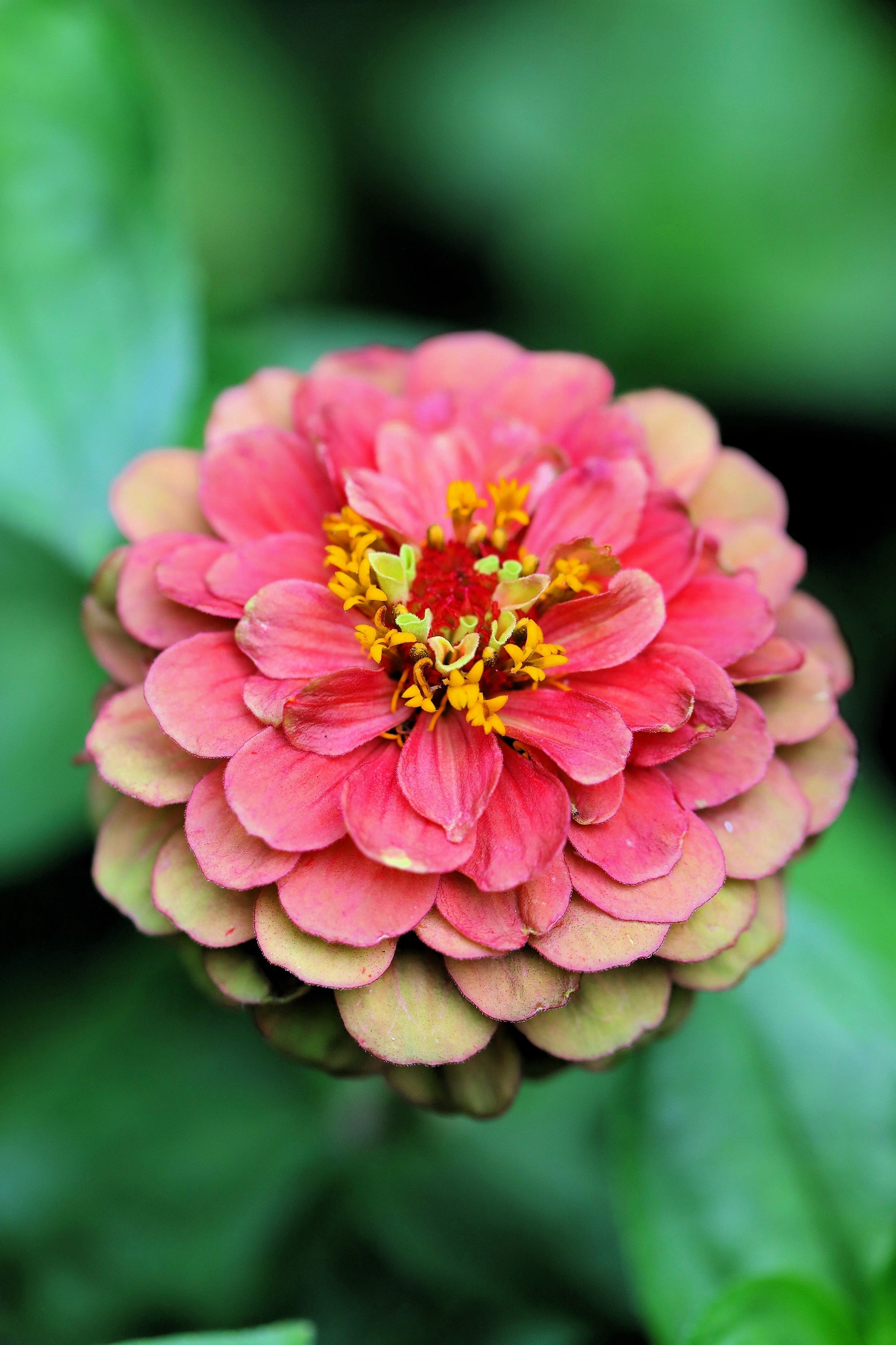 20 Organic QUEENY LIME MIX ZINNIA Elegans Mixed Colors Red Orange Yellow Pink Green Queen Flower Seeds