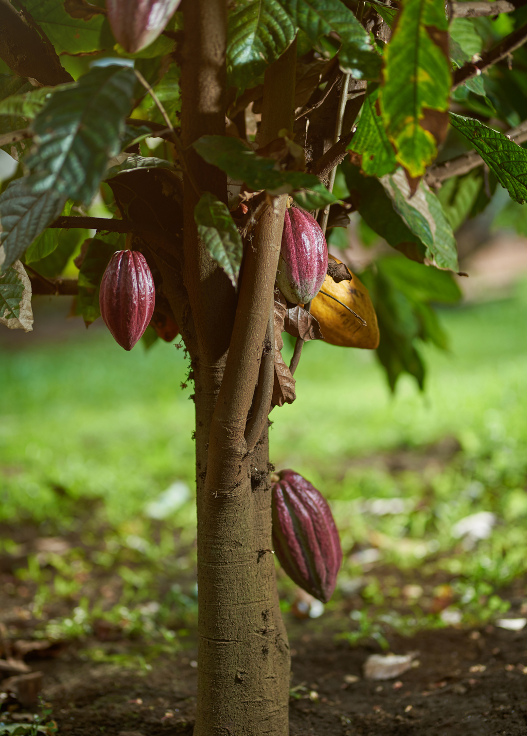 Cacao, Red (Theobroma cacao)