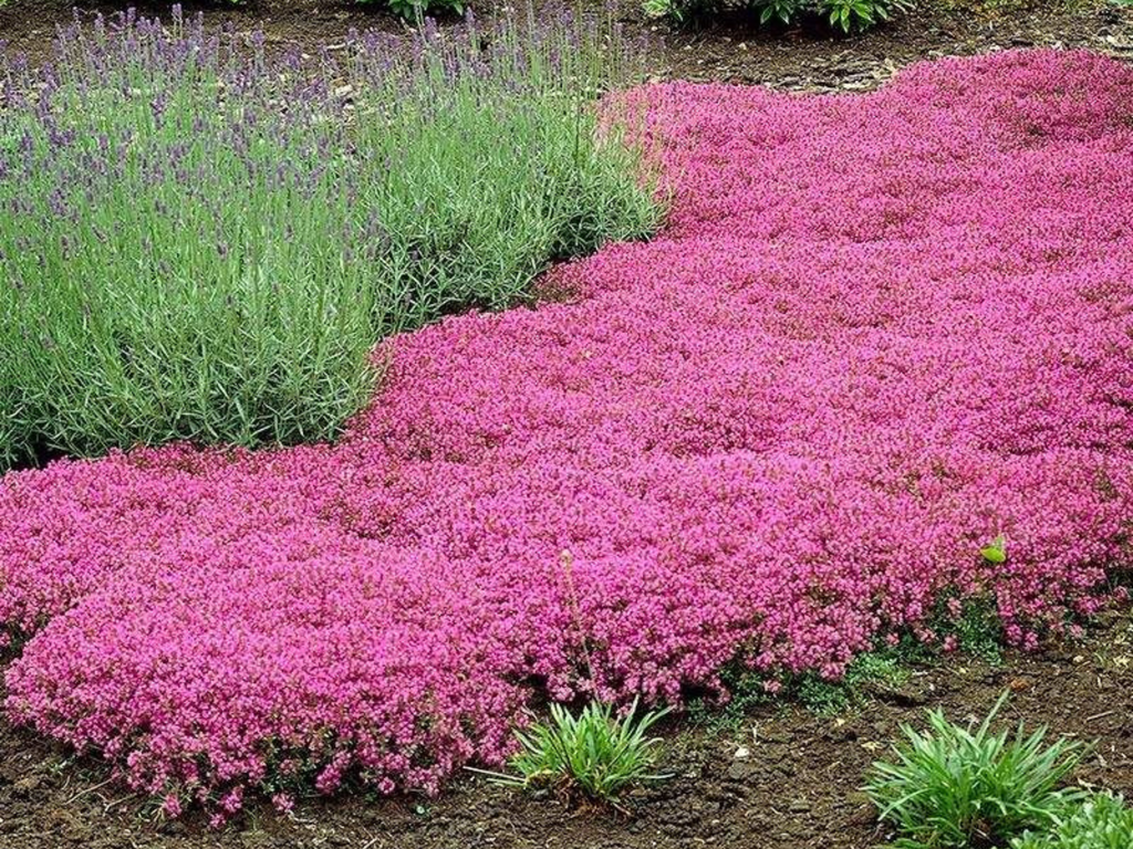 Thyme coccineum