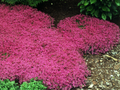 Thyme coccineum