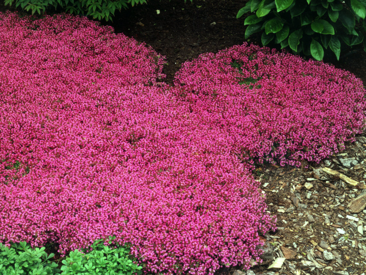 Thyme coccineum