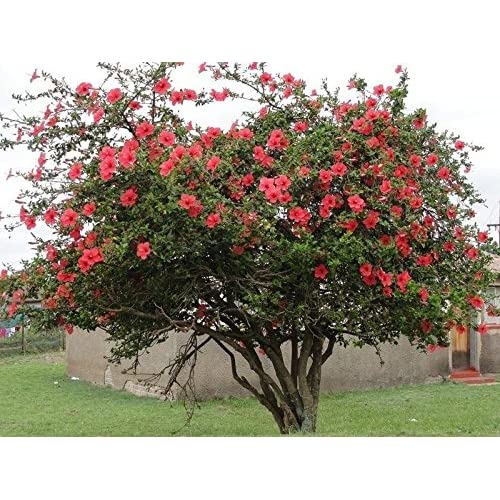 Rose of Sharon - Shrub Althea - Hibiscus 'Red'