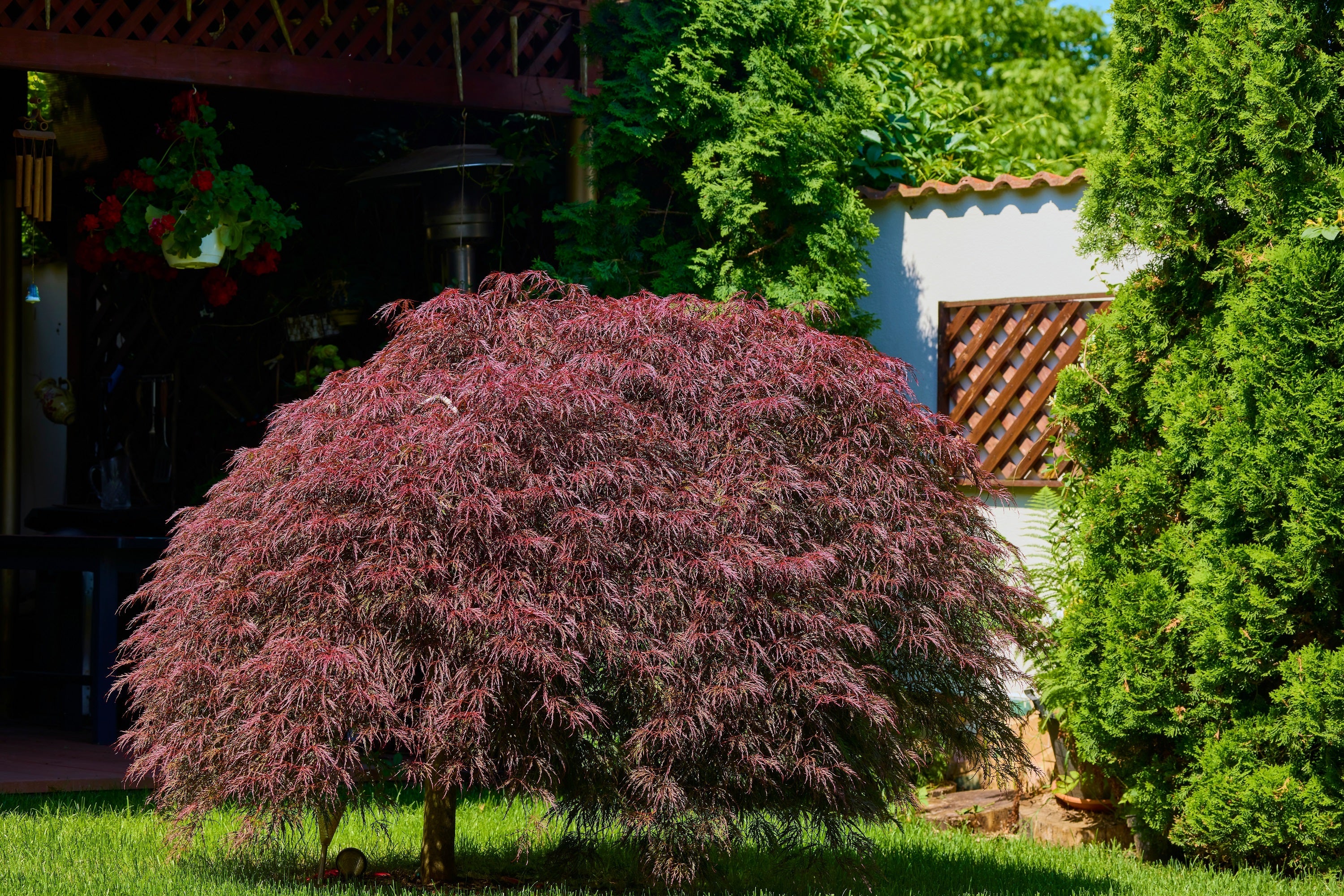 10 INABA SHIDARE MAPLE Weeping Red Laceleaf Japanese Acer Palmatum Dissectum Tree Seeds