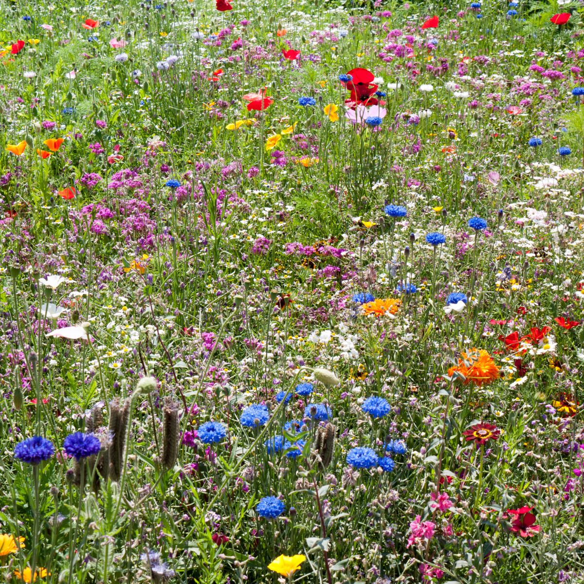 Western Wildflower Garden Confetti Seed Balls