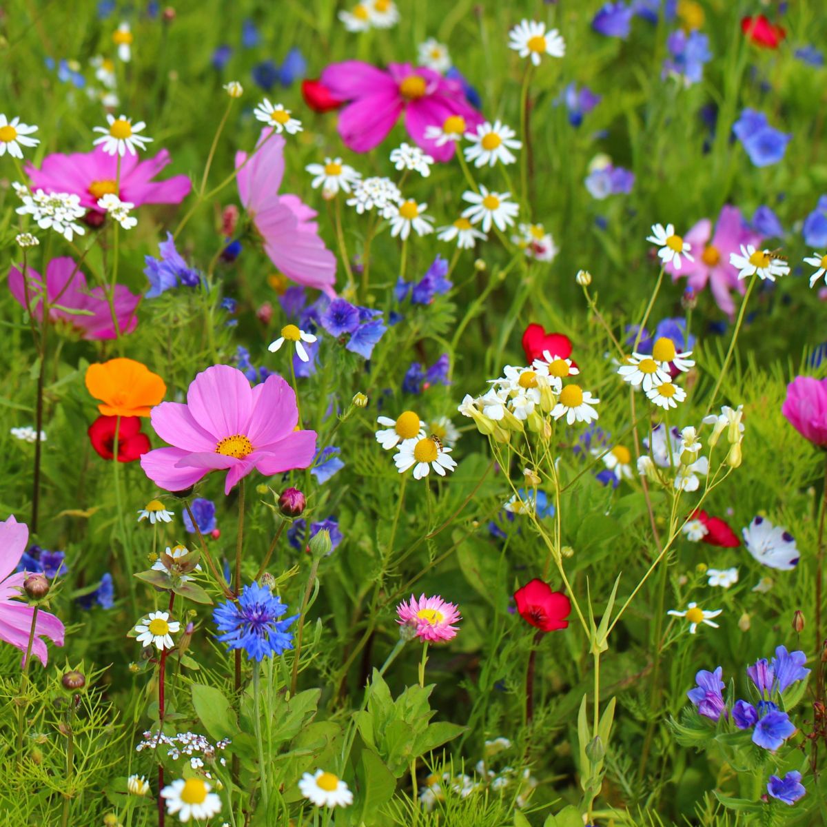 Southwest Wildflower Garden Confetti Seed Balls