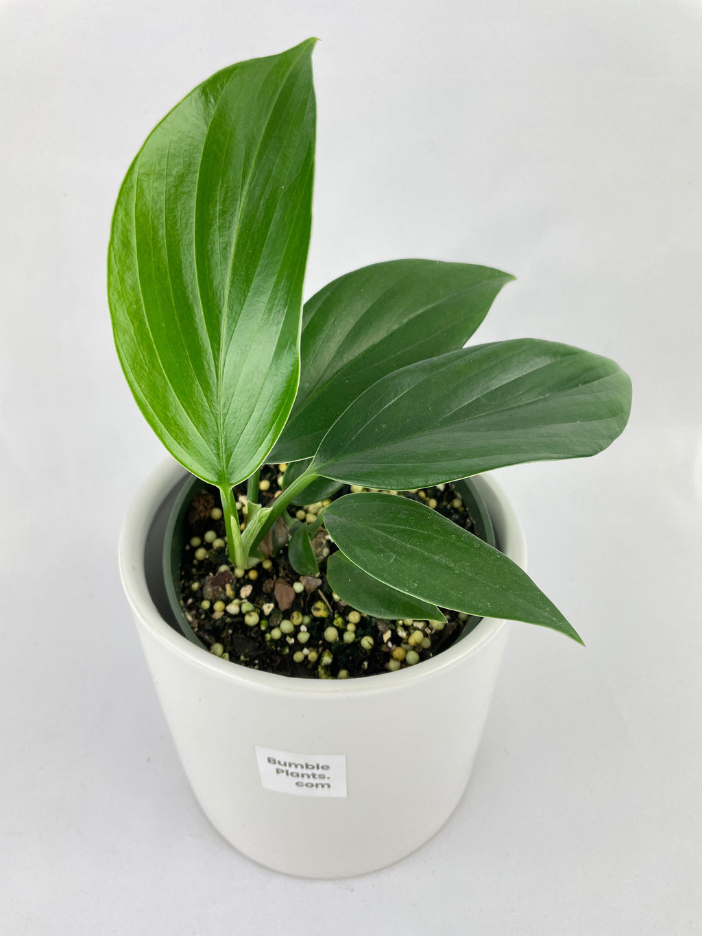 Rhaphidophora Decursiva 'Dragon's Tail'