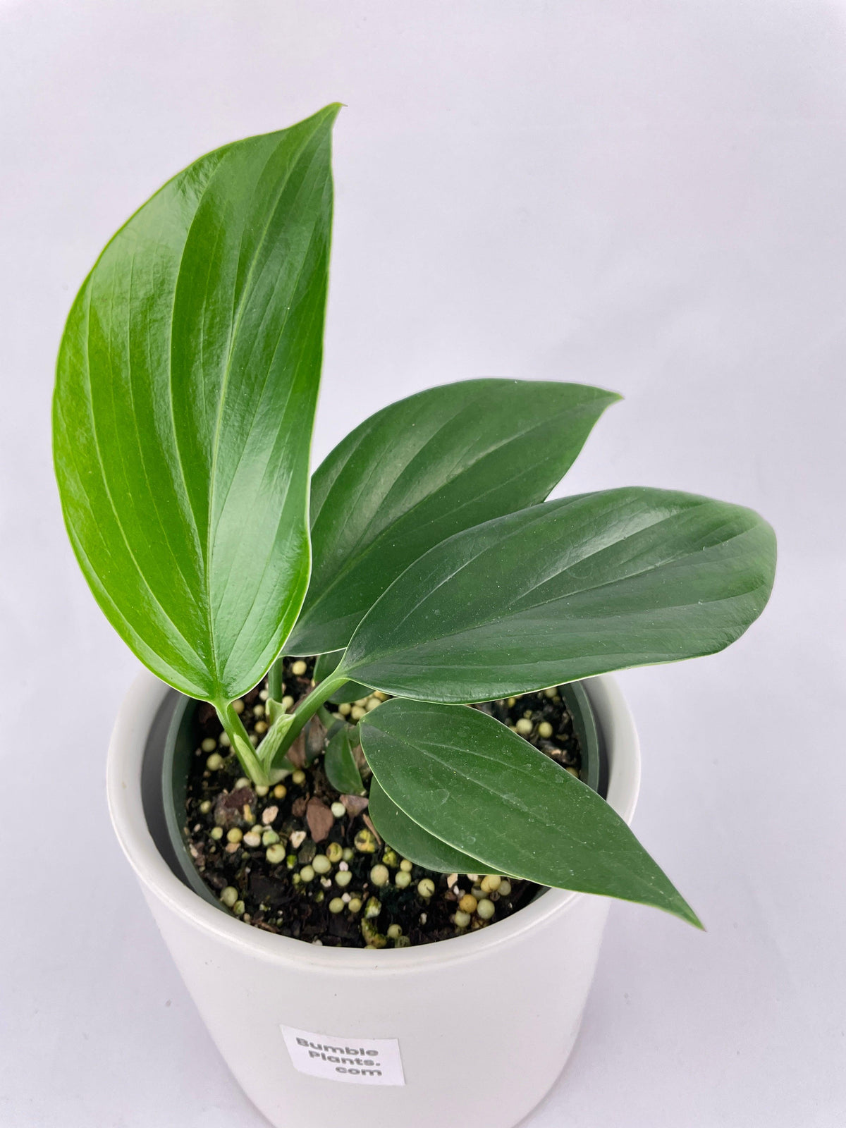 Rhaphidophora Decursiva 'Dragon's Tail'
