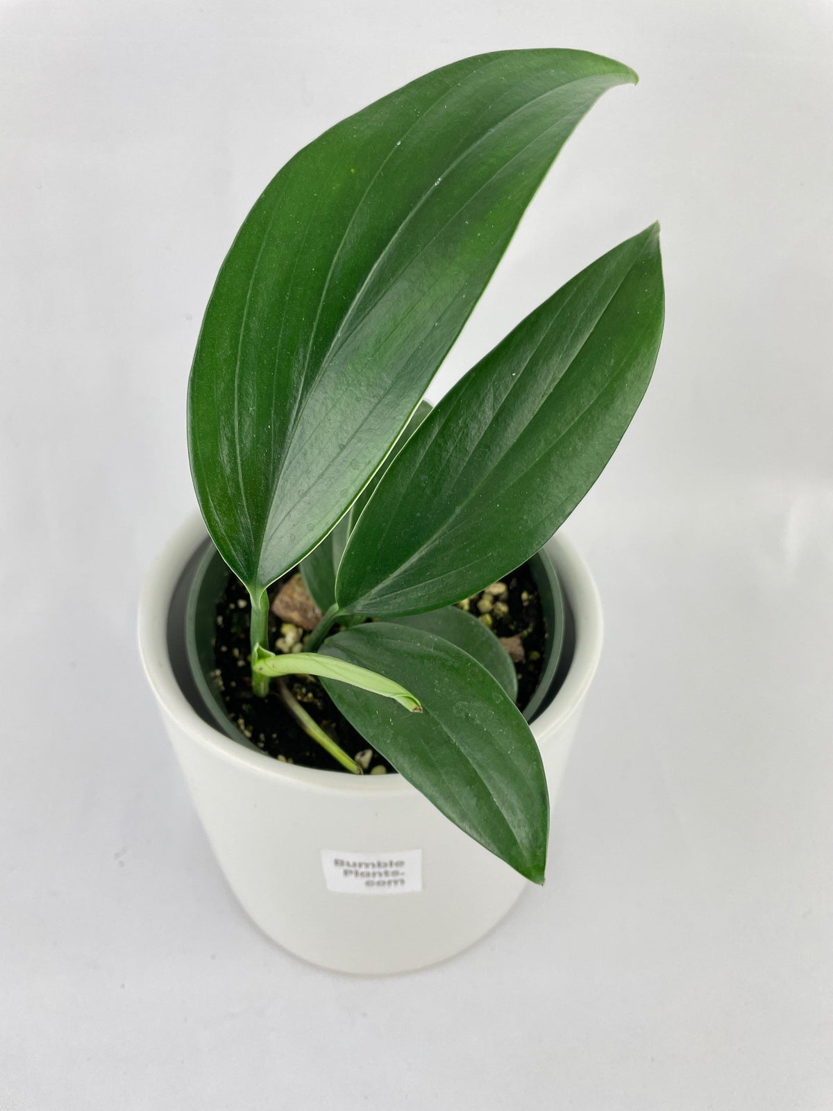 Rhaphidophora Decursiva 'Dragon's Tail'